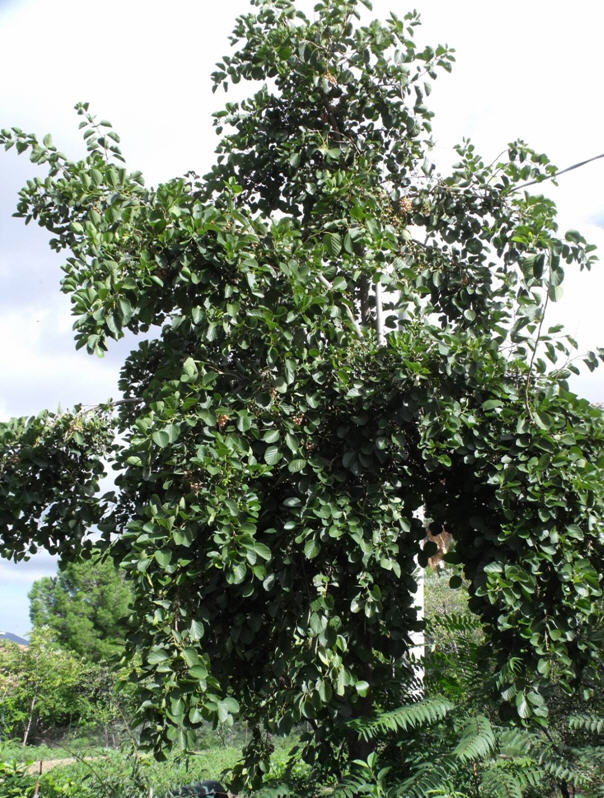 Cordia myxa (Boraginaceae) origine Asia tropicale, Australia